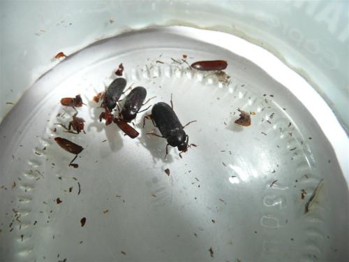 Dermestes sp.